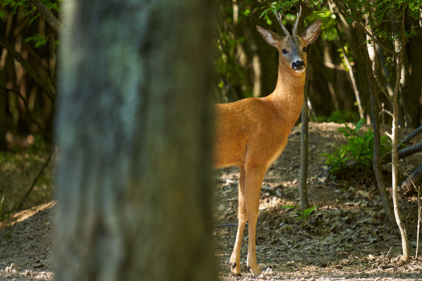 Wildlife Watching
