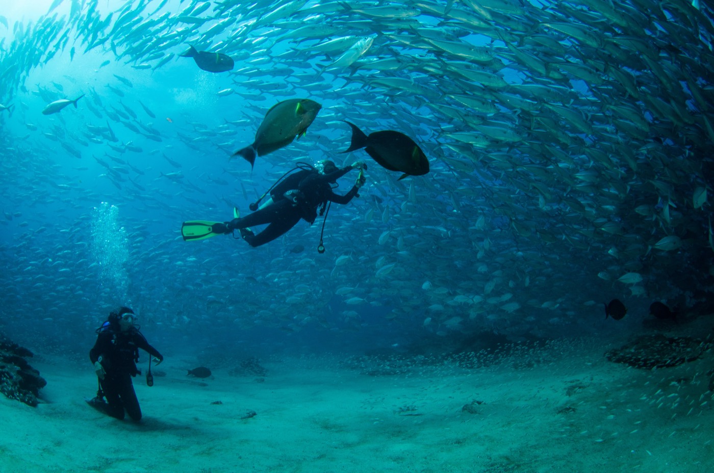Scuba Diving
