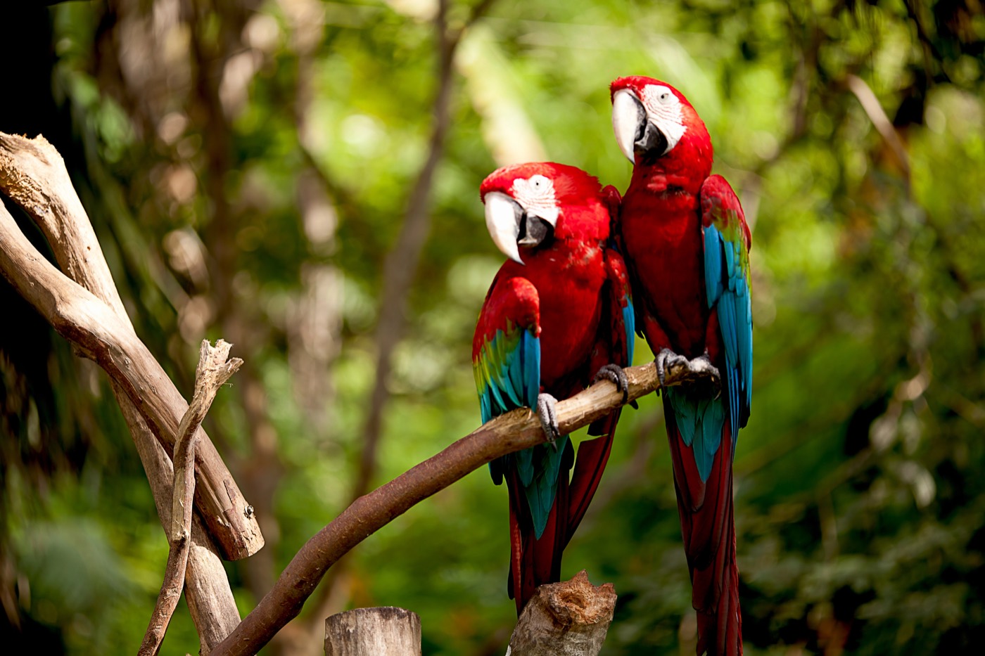 Bird Watching